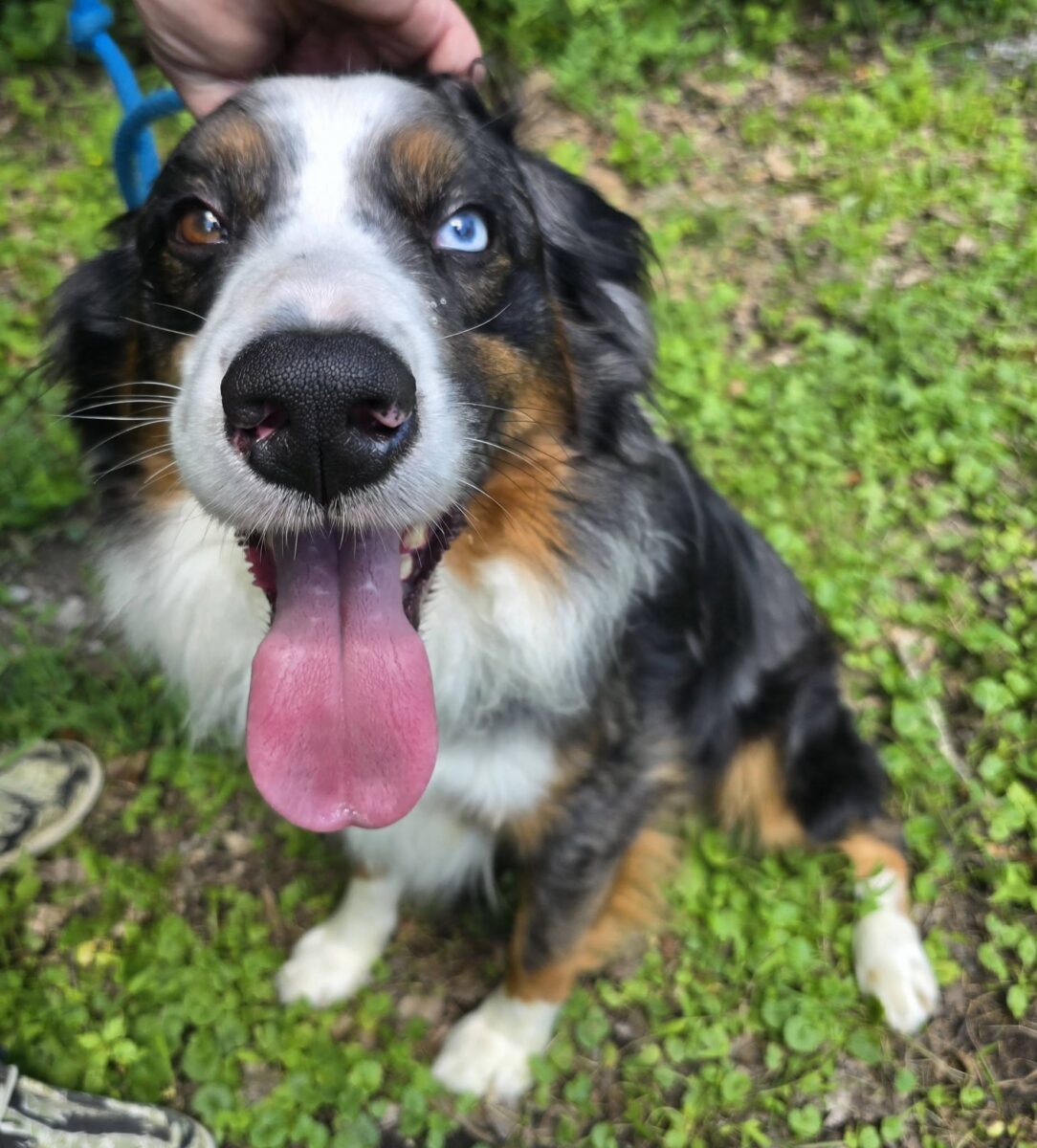 The Road Home Animal Project - Bluey (cell dog)