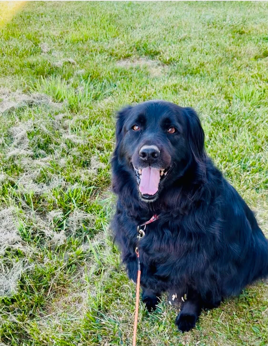 The Road Home Animal Project - Bear (cell dog)