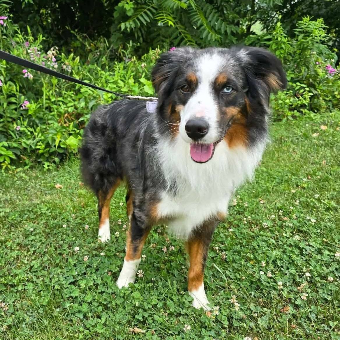 Bluey (cell dog) - The Road Home Animal Project