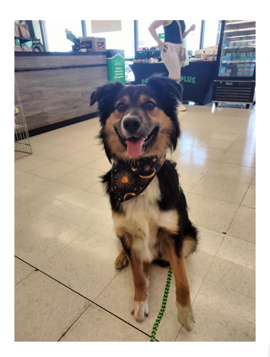 The Road Home Animal Project - Buckeye (cell dog)