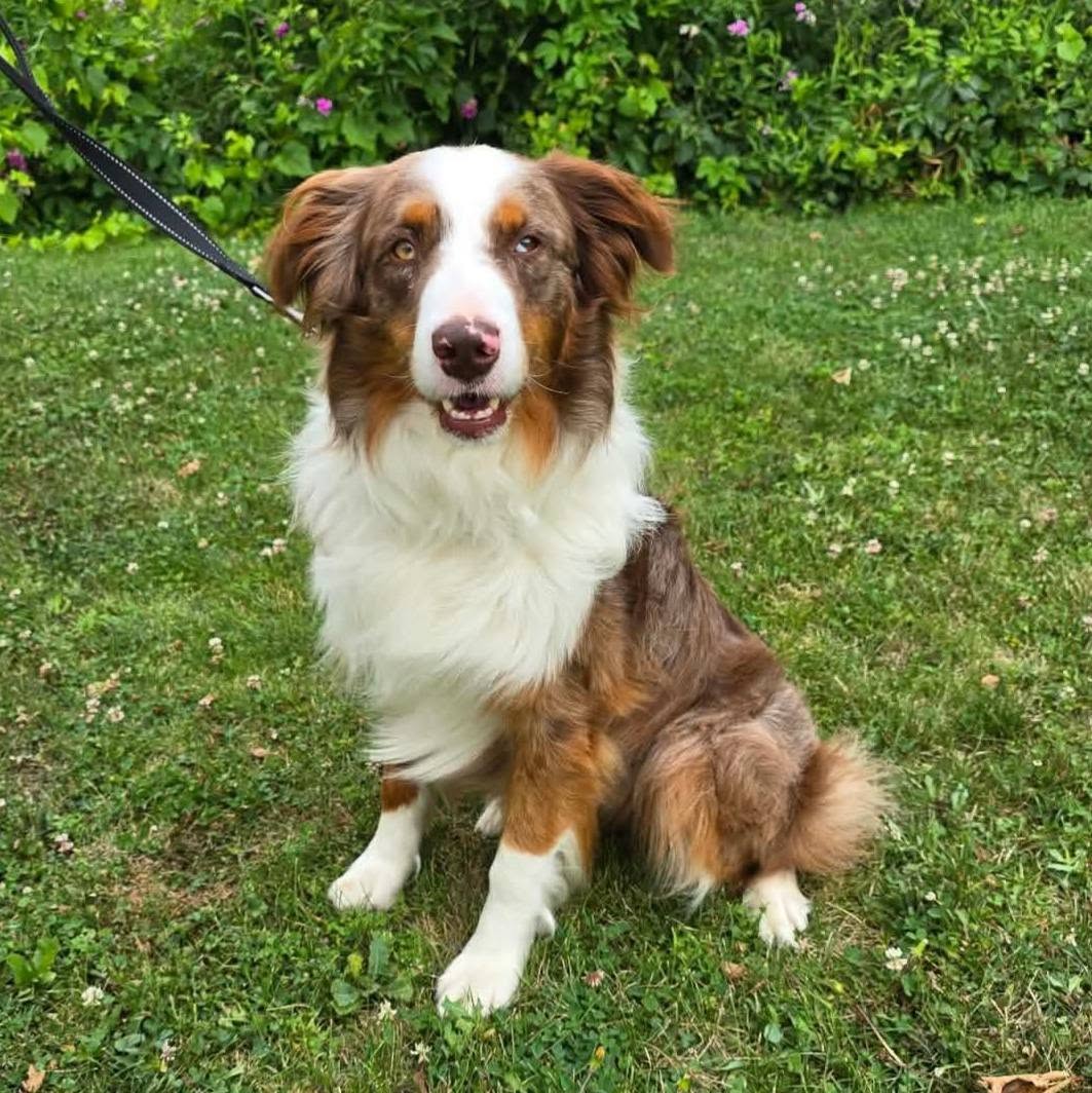 Calypso (cell dog) - The Road Home Animal Project