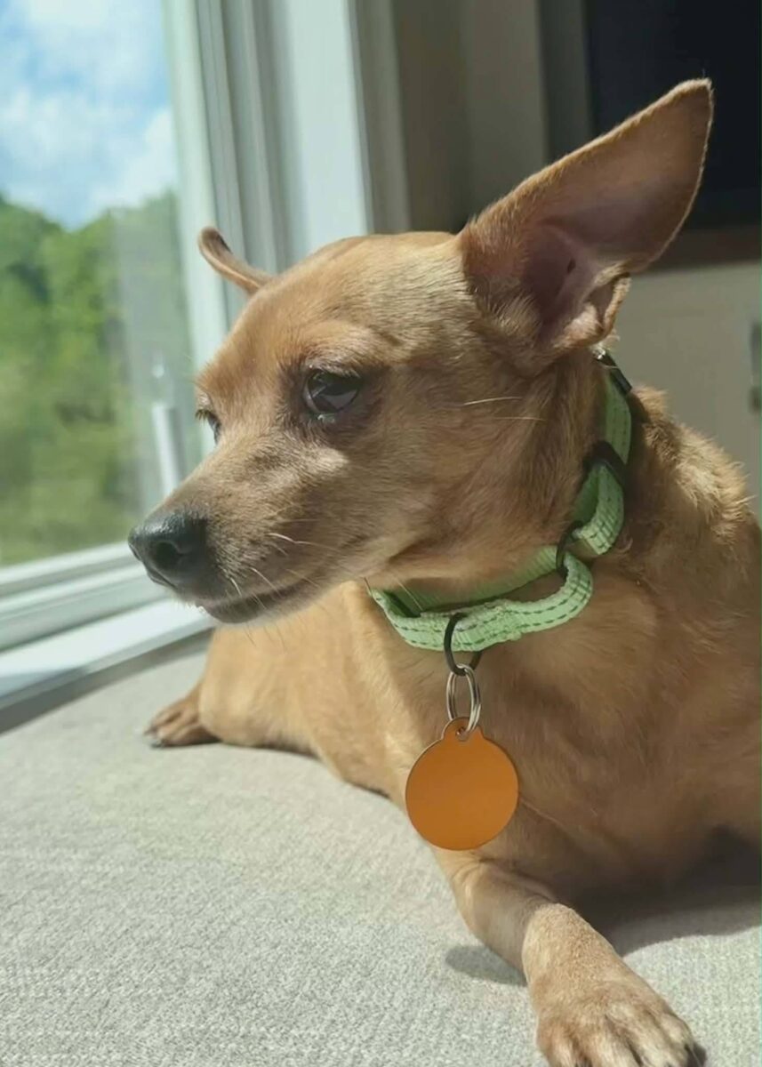 Charlotte - The Road Home Animal Project
