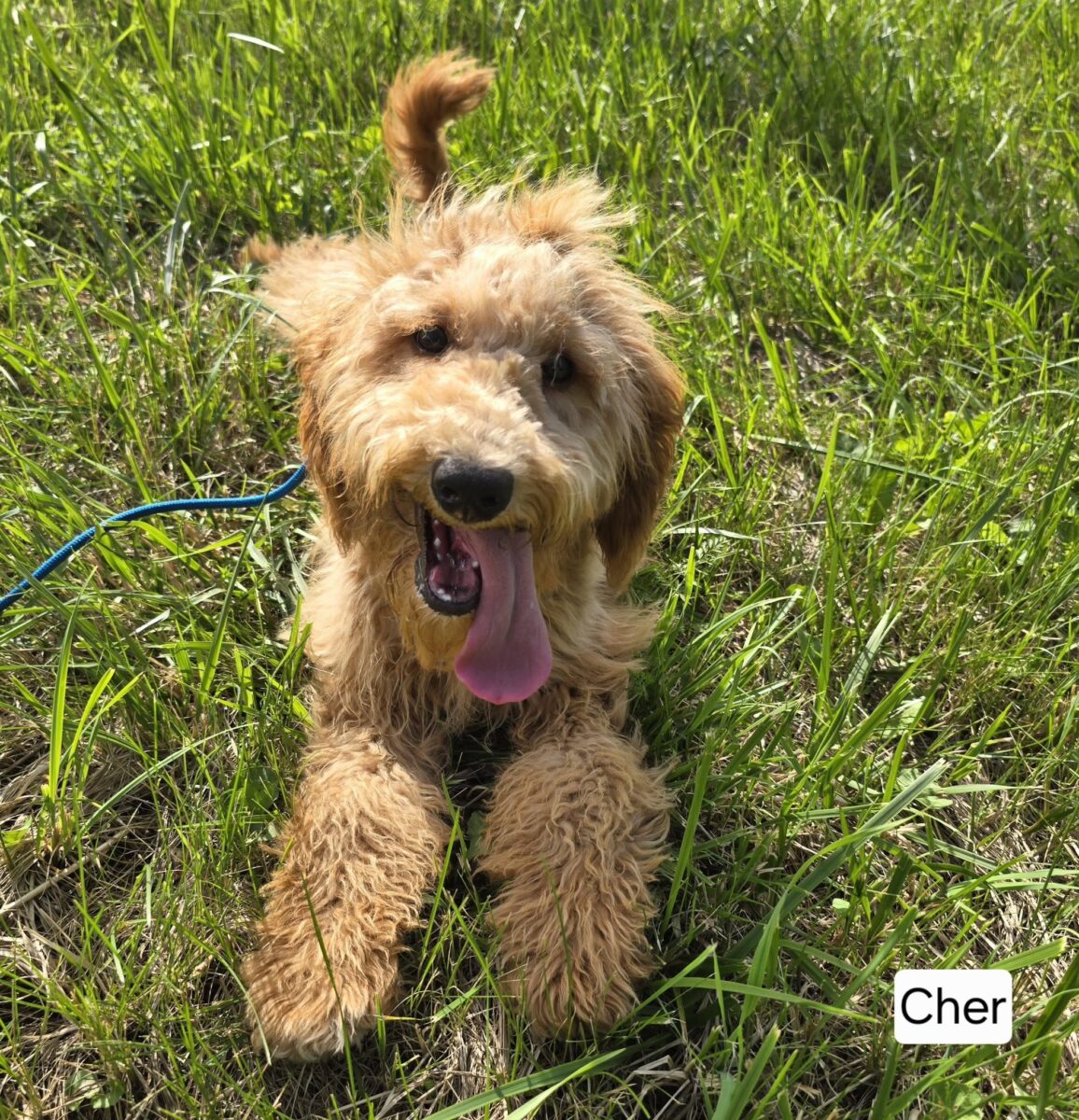 The Road Home Animal Project - Cher (cell dog)