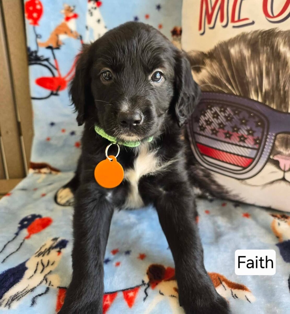 Faith - The Road Home Animal Project