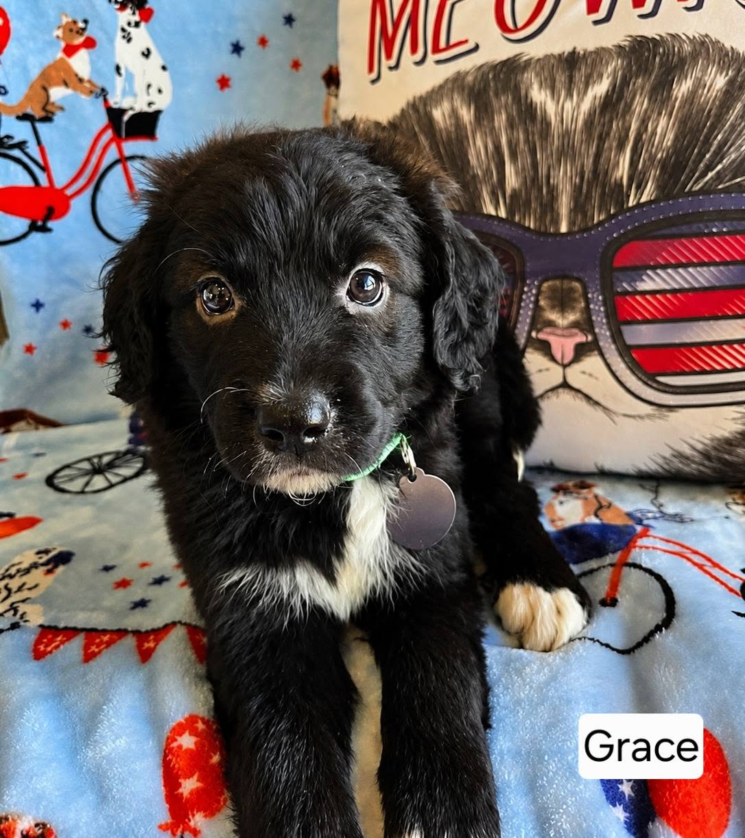 The Road Home Animal Project - Grace