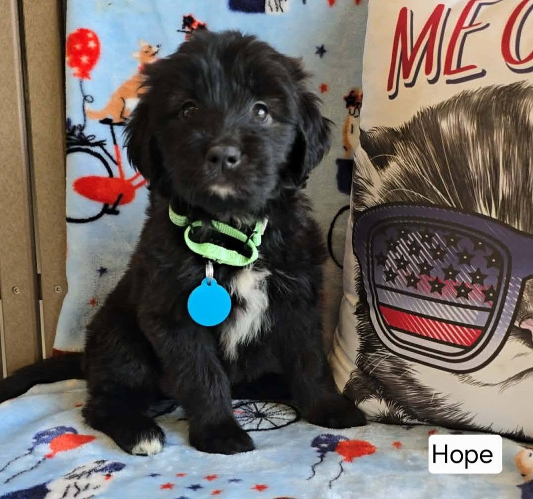 The Road Home Animal Project - Hope