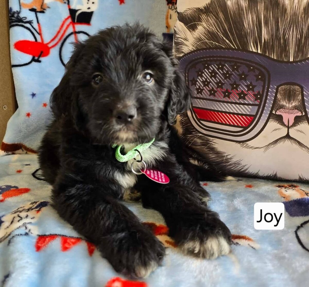 Joy - The Road Home Animal Project