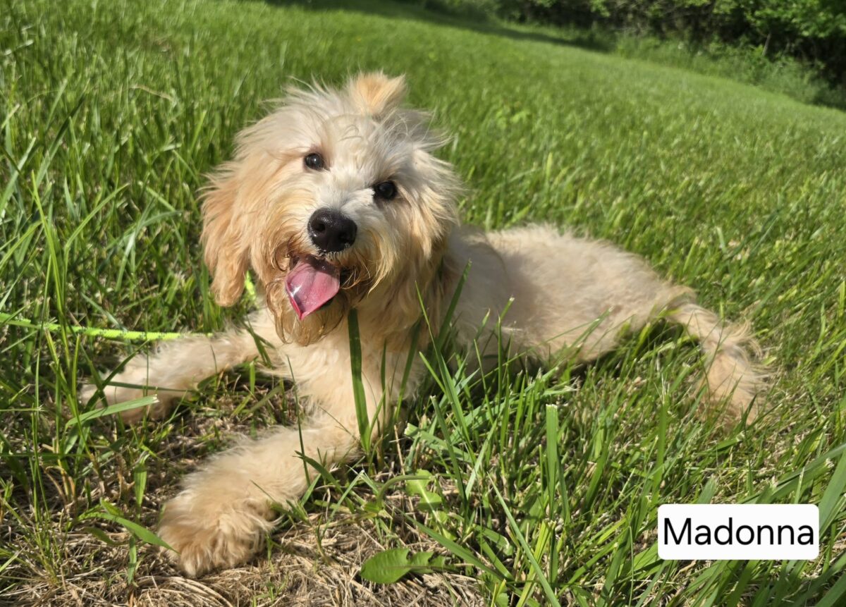 Madonna (cell dog) - The Road Home Animal Project