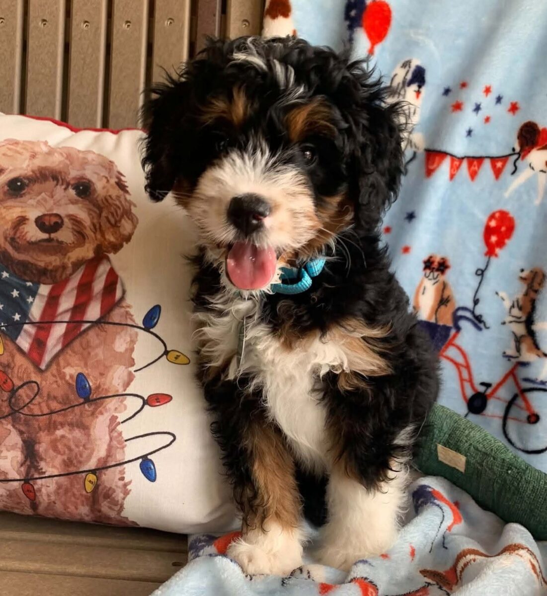 The Road Home Animal Project - Murphy (medical hold)