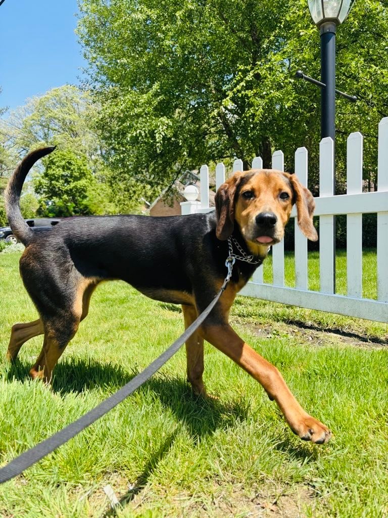 Norman (cell dog) - The Road Home Animal Project
