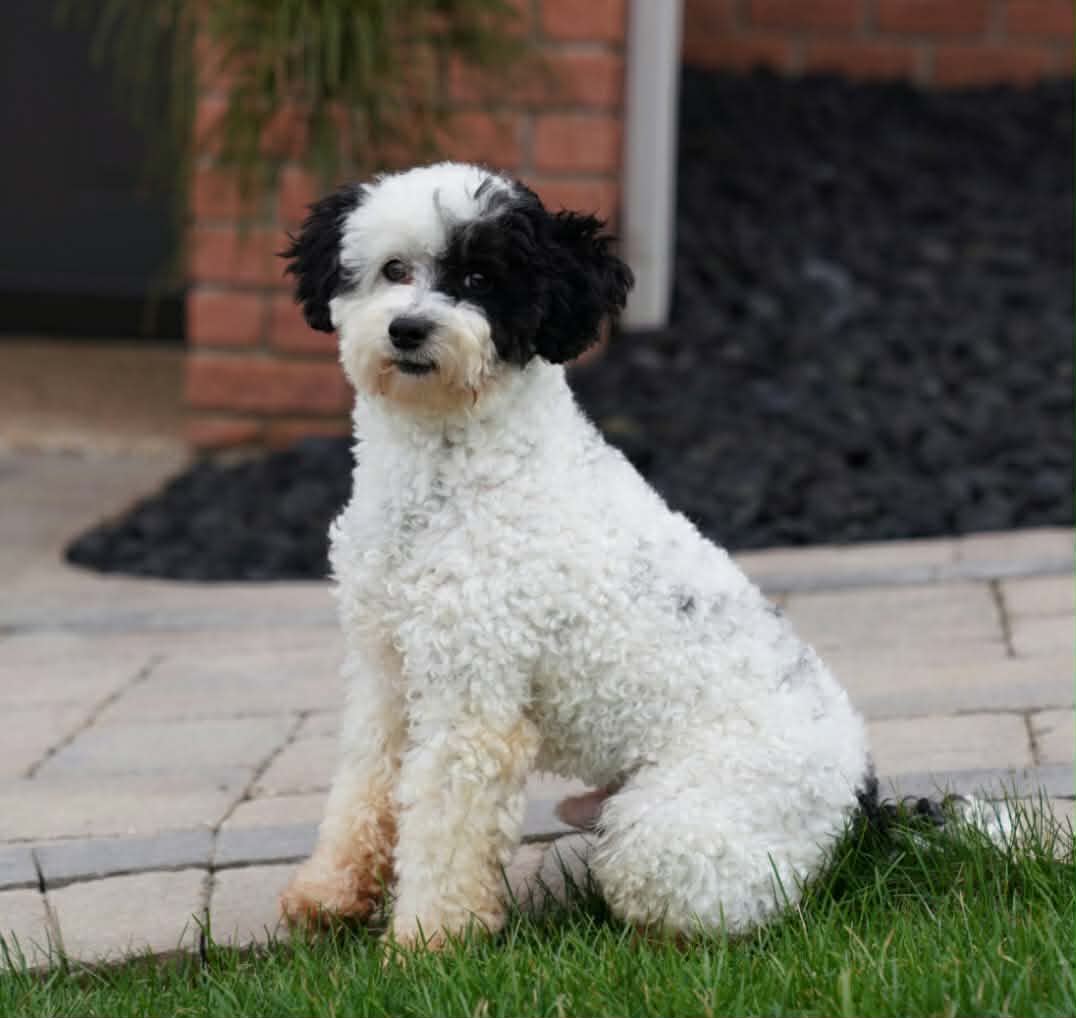 The Road Home Animal Project - Oreo (cell dog)