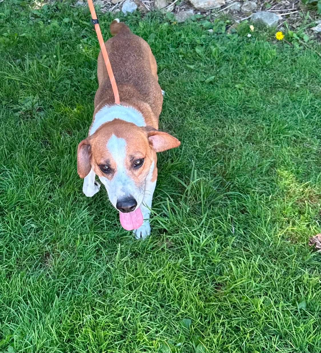 The Road Home Animal Project - Zion (cell dog)