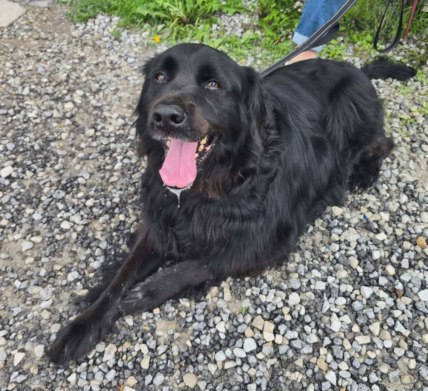Bear - The Road Home Animal Project