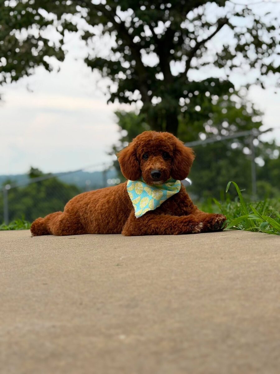 The Road Home Animal Project - Bruno