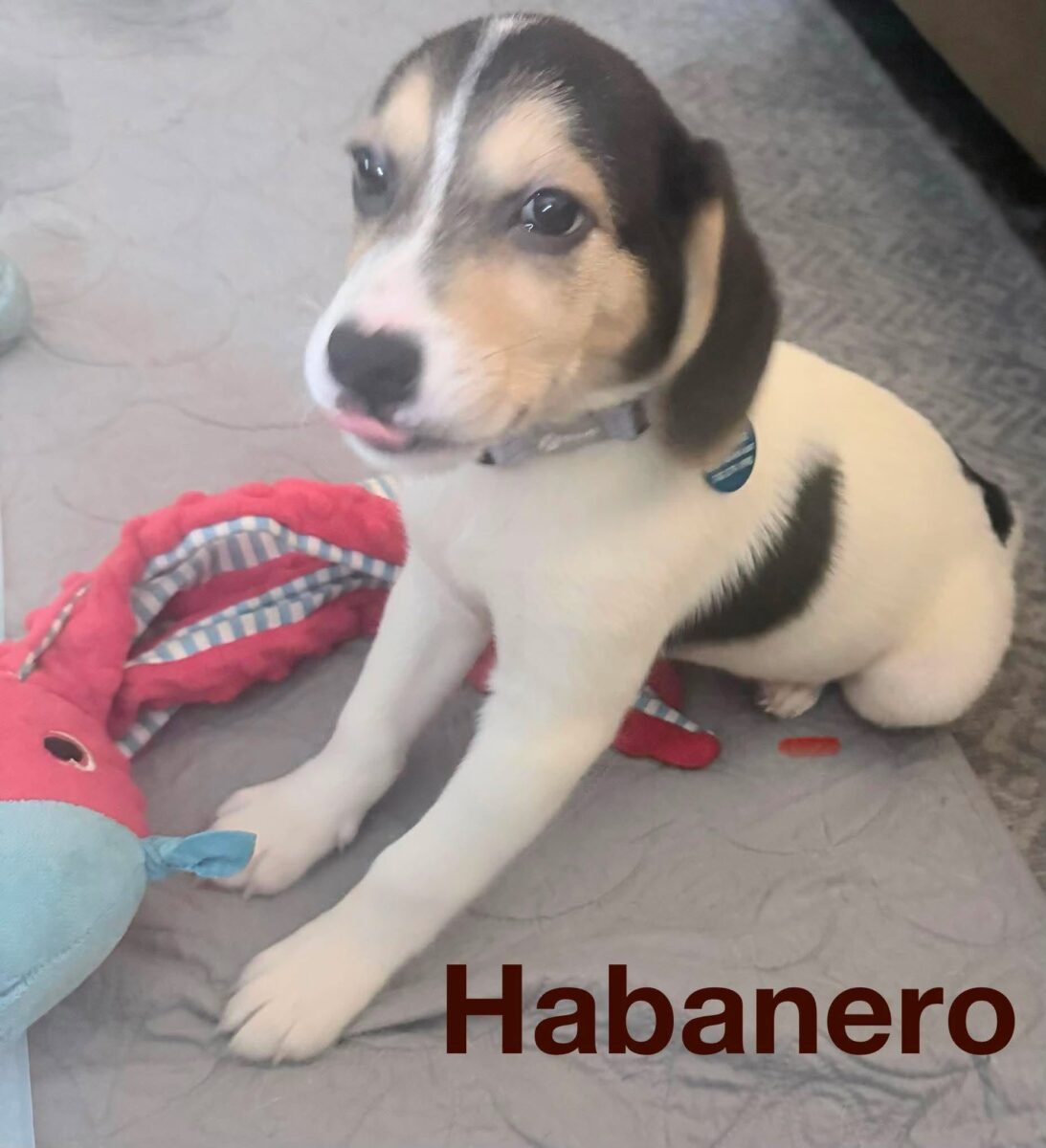The Road Home Animal Project - Habanero
