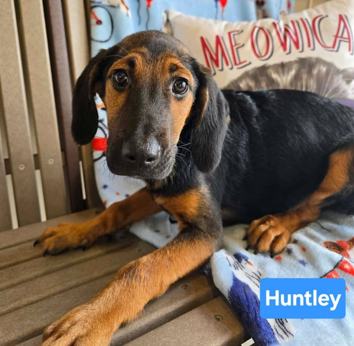 The Road Home Animal Project - Huntley (cell dog)