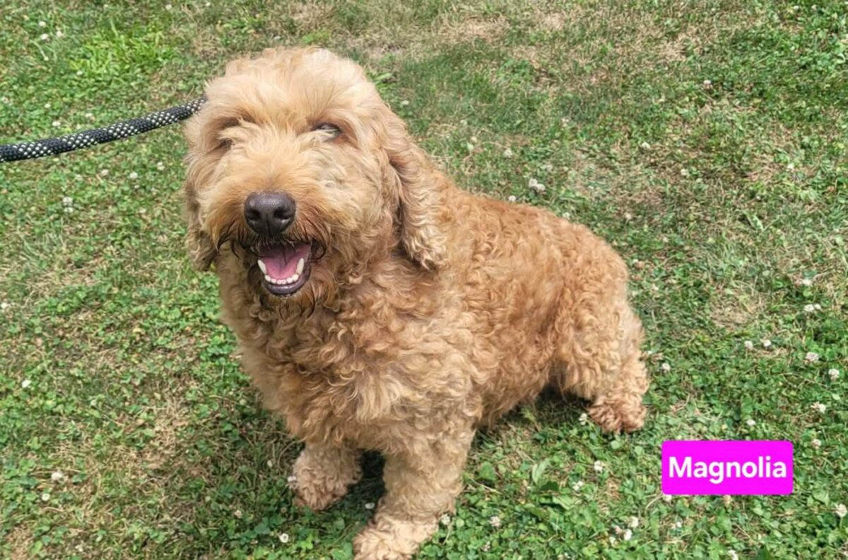Magnolia (cell dog) - The Road Home Animal Project