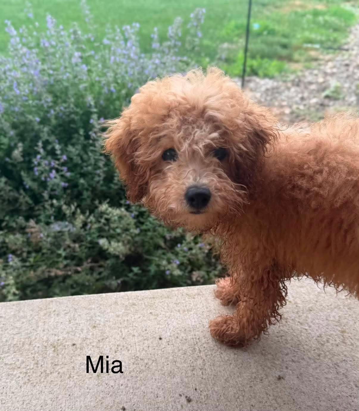 The Road Home Animal Project - Mia