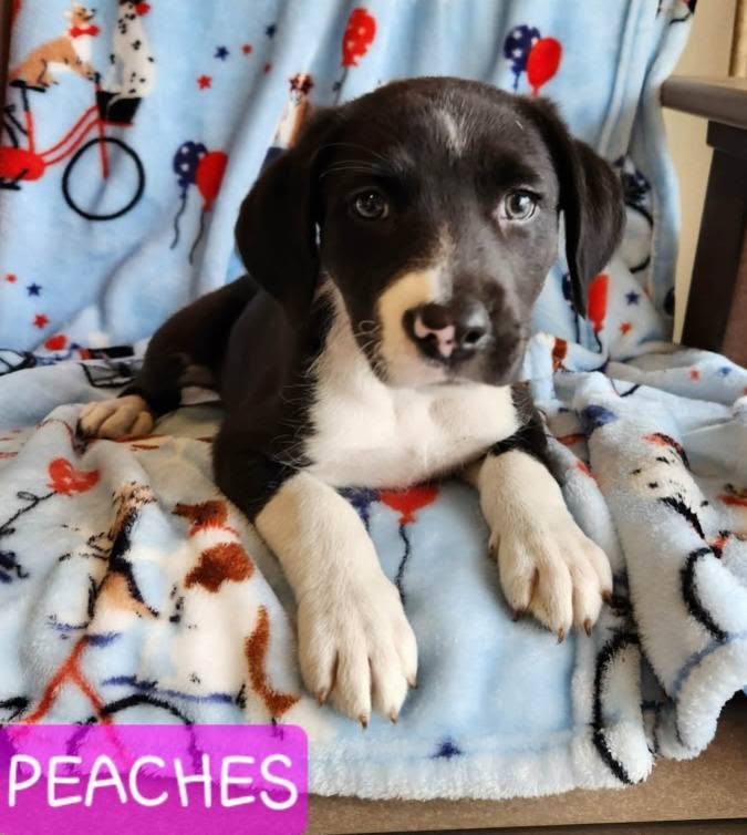 The Road Home Animal Project - Peaches