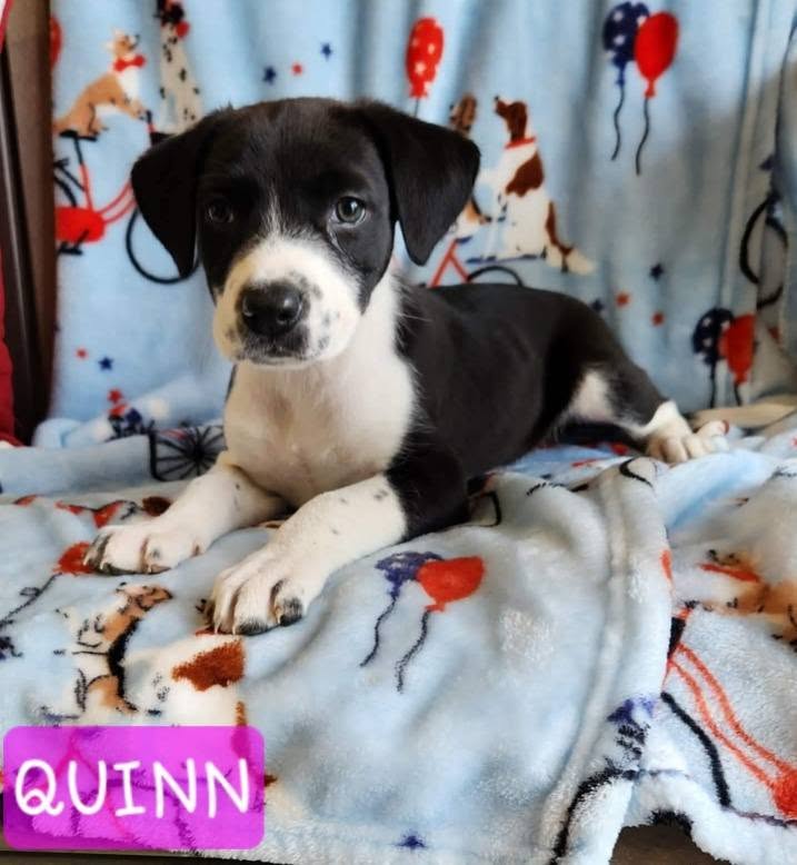 The Road Home Animal Project - Quinn