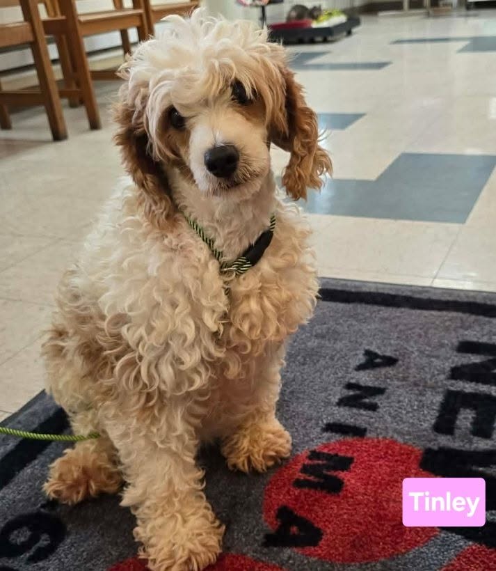 The Road Home Animal Project - Tinley (cell dog)
