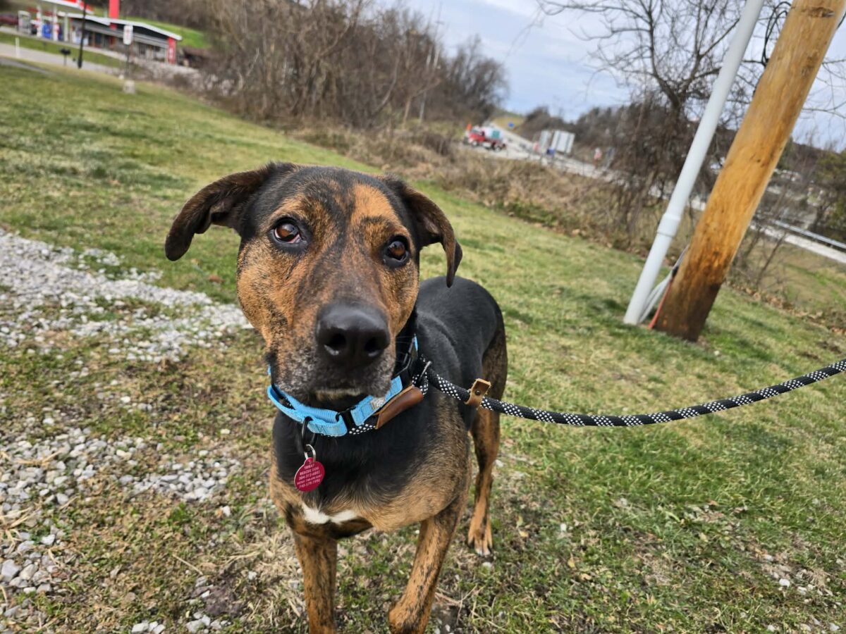 The Road Home Animal Project - Cooper (cell dog)