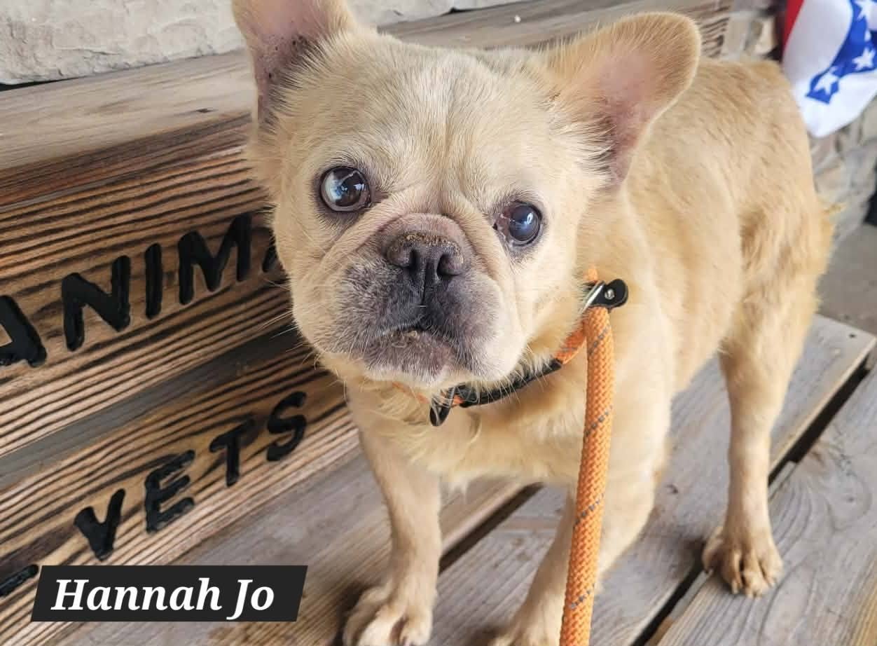 Hannah Jo - The Road Home Animal Project