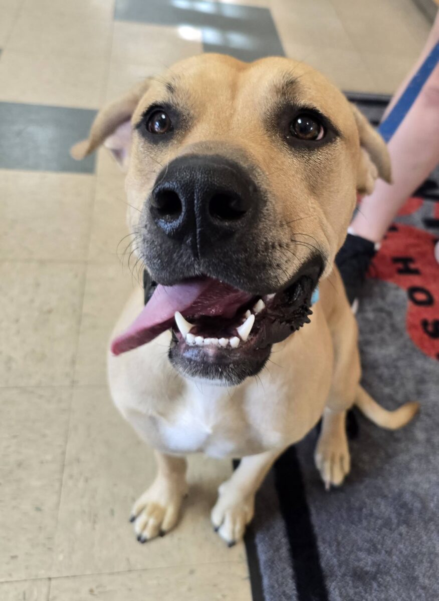 Hendrix (cell dog) - The Road Home Animal Project