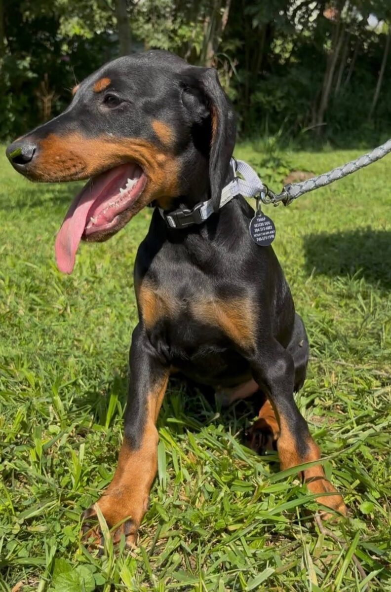 Kyson - The Road Home Animal Project