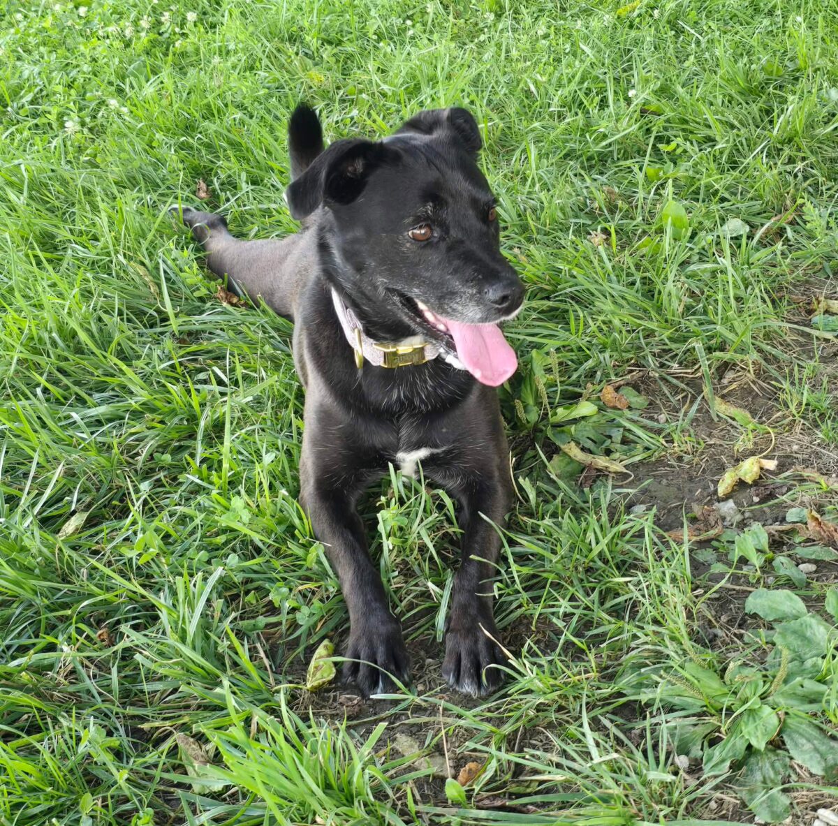 Rosie - The Road Home Animal Project