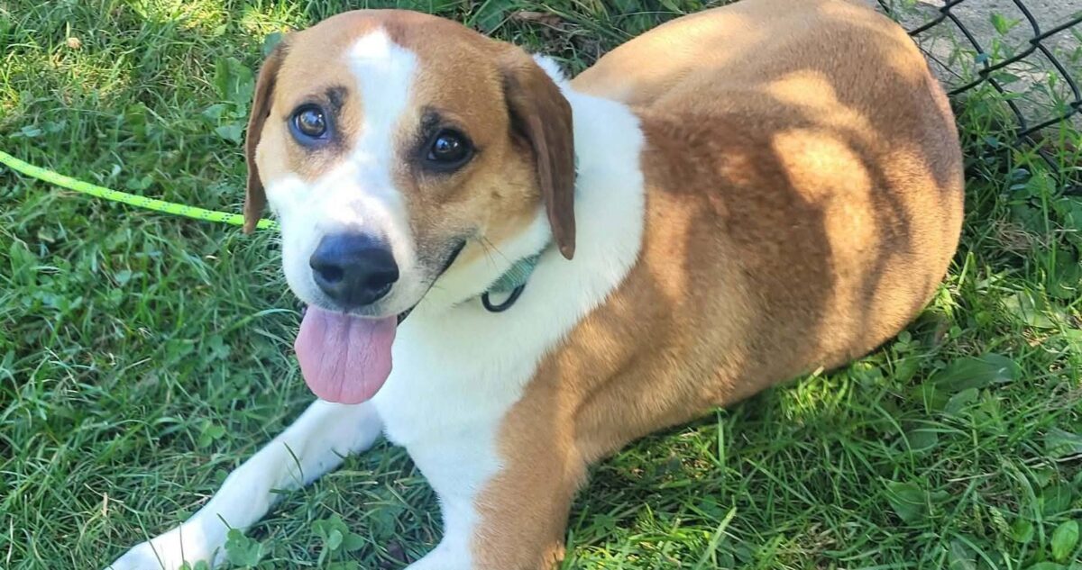 The Road Home Animal Project - Zion (cell dog)