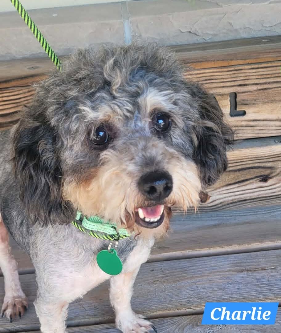 Charlie (medical hold) - The Road Home Animal Project