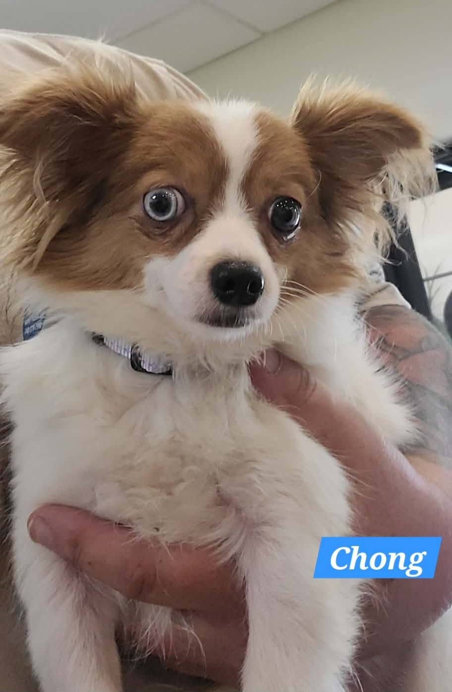 Chong - The Road Home Animal Project
