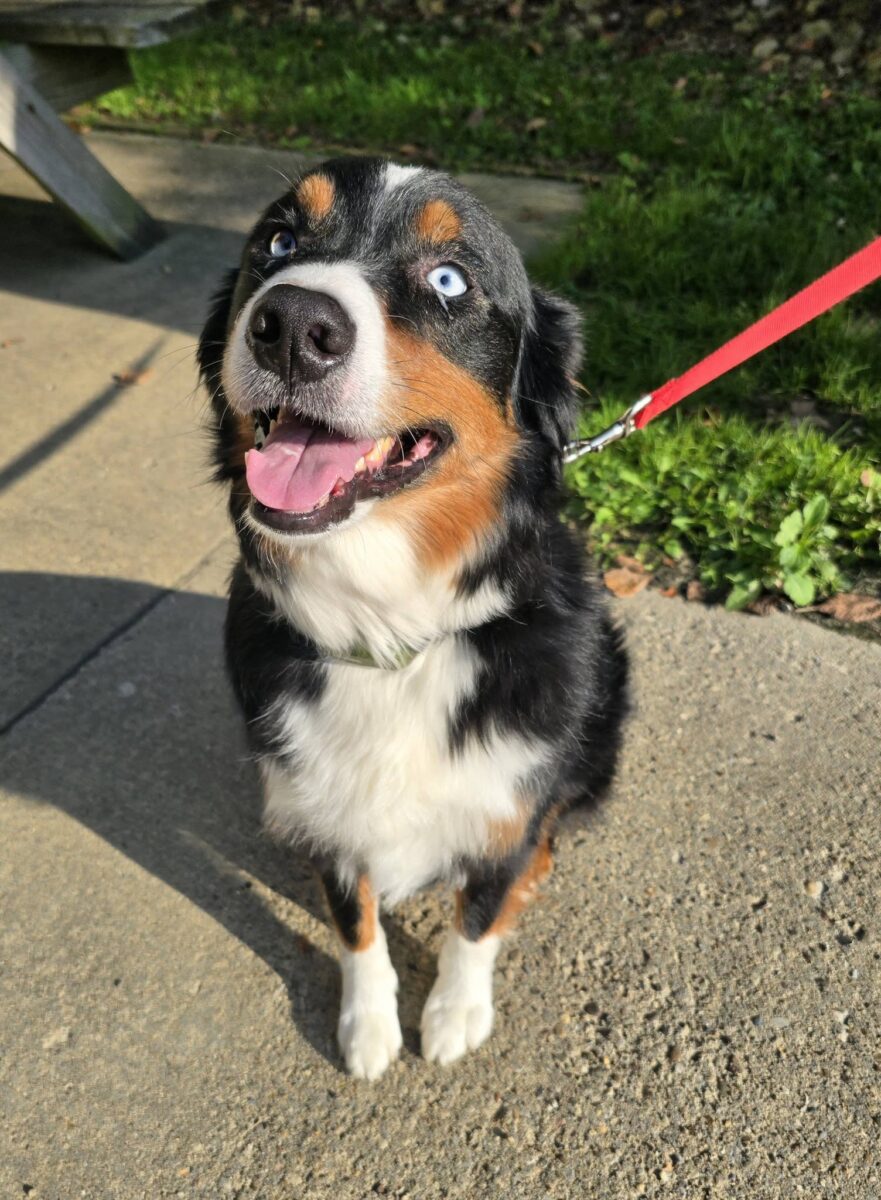 The Road Home Animal Project - Thor (cell dog)