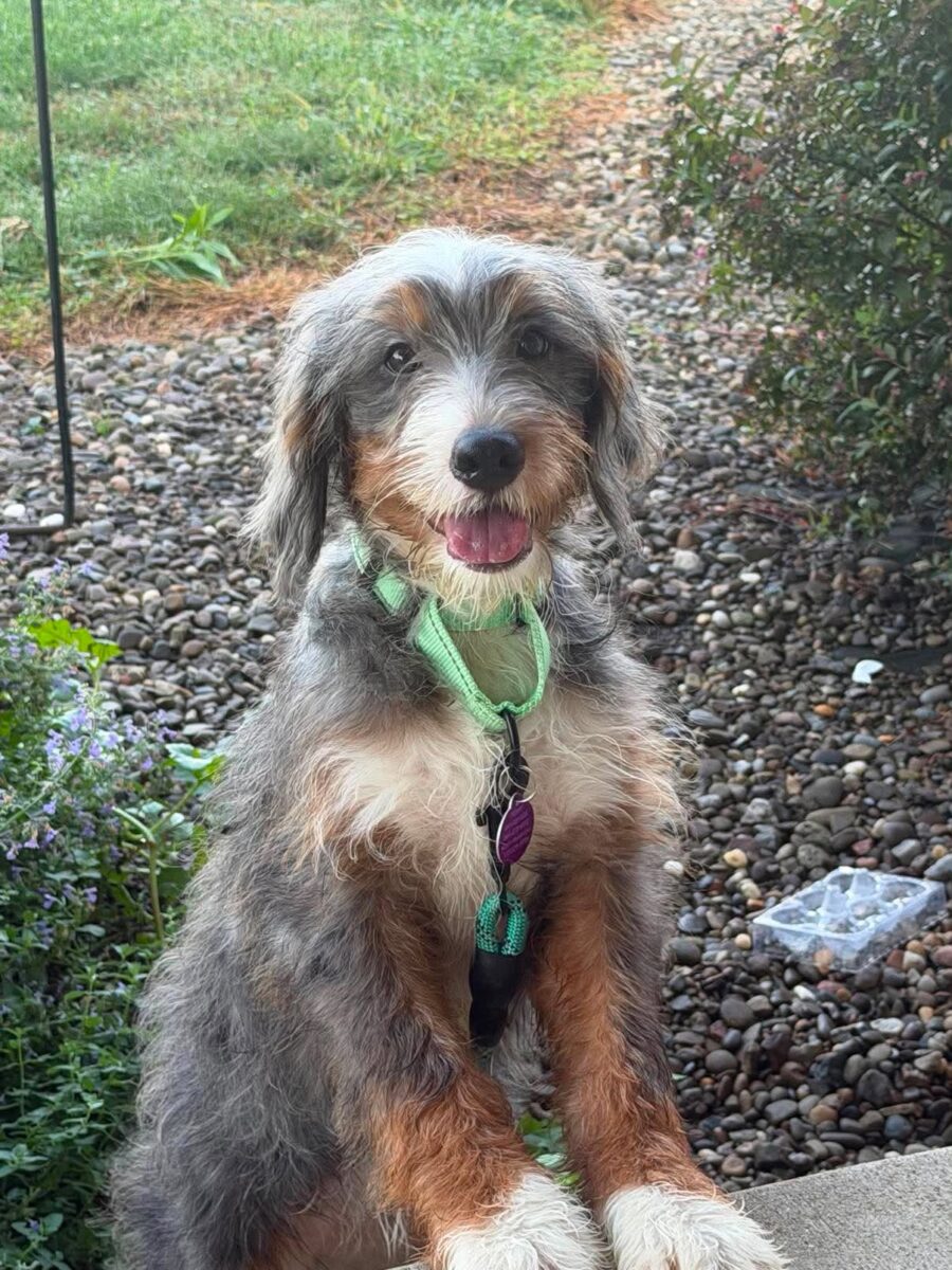 Velvet - The Road Home Animal Project