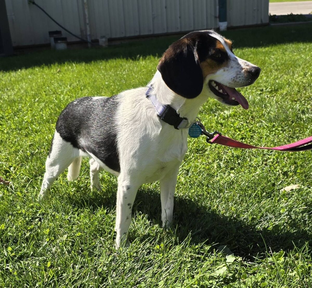 Stella - The Road Home Animal Project