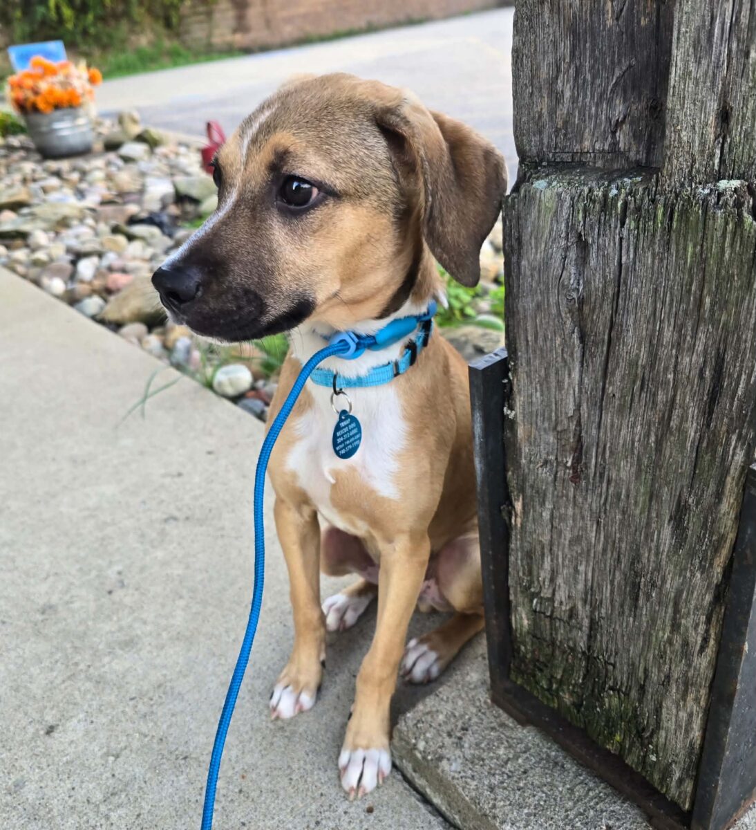 The Road Home Animal Project - Wally